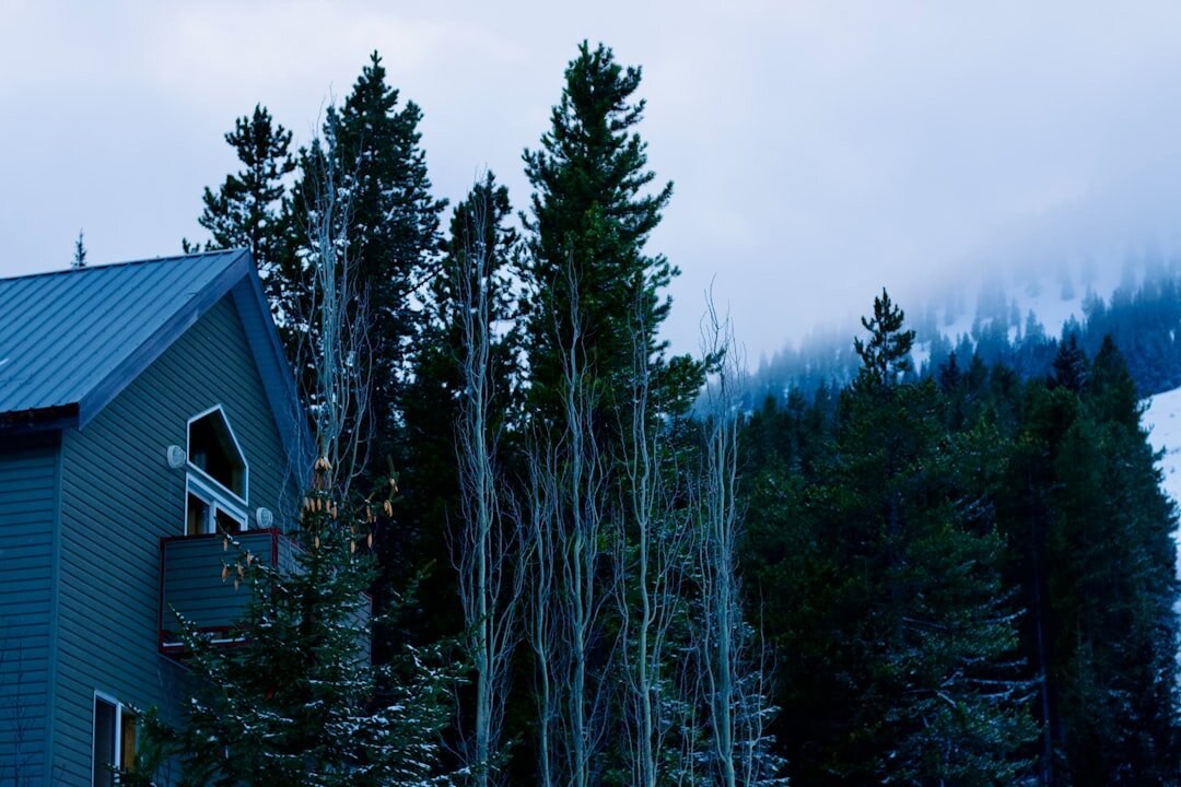 Contemporary concrete and wood house nestled among pine trees near Manantiales
