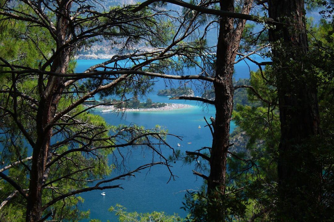 Dense pine forest meeting a wide sandy beach at Manantiales